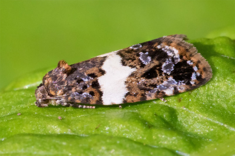 Micro Moth - Olindia schumacherana female 20/05/19.jpg