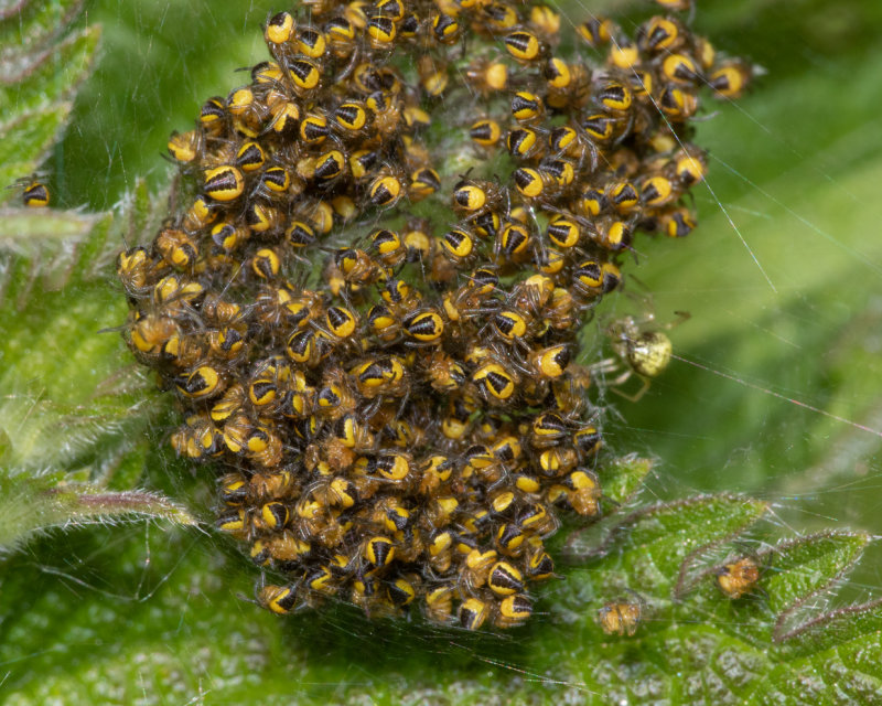 Garden Spider - Araneus diadematus young 20/05/19.jpg