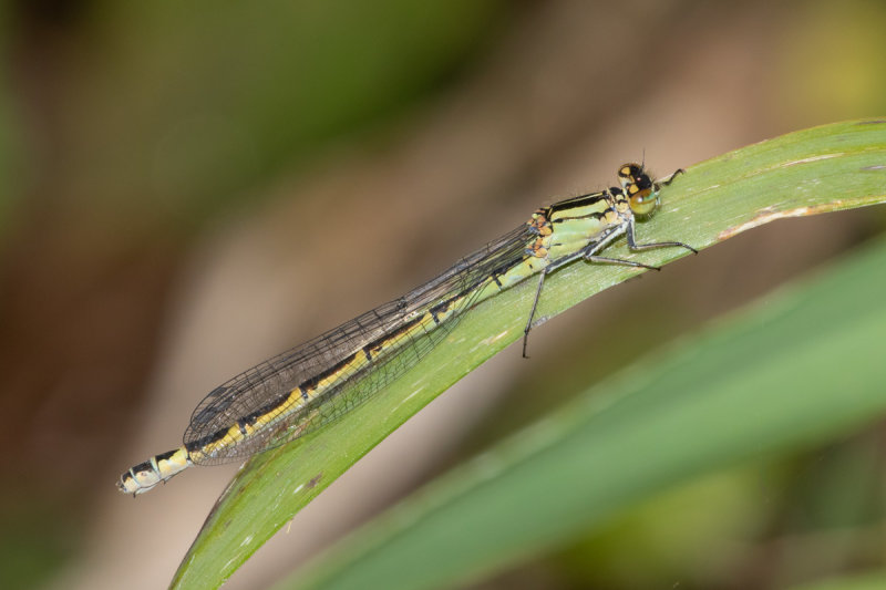 Common Blue Damselfly - Enallagma cyathigerum f green form 20/05/19.jpg