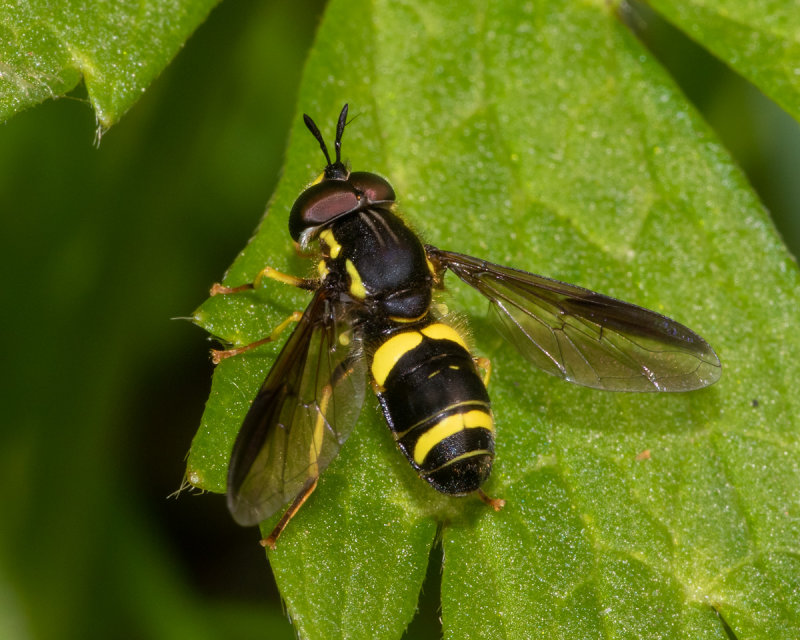Chrysotoxum bicinctum male 25/05/19.jpg