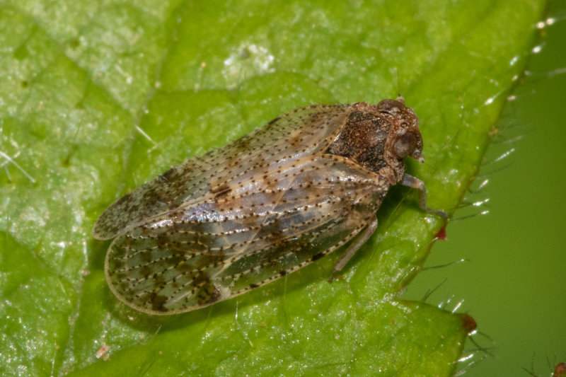 Lacehopper - Tachycixius pilosus 25/05/19.jpg