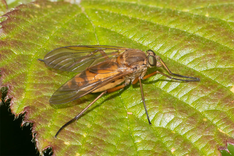 Marsh Snipefly - Rhagio tringarius female 25/05/19.jpg