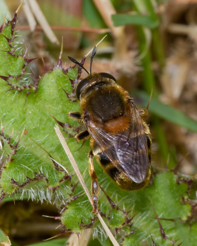Microdon myrmicae/mutabilis female 25/05/19.jpg