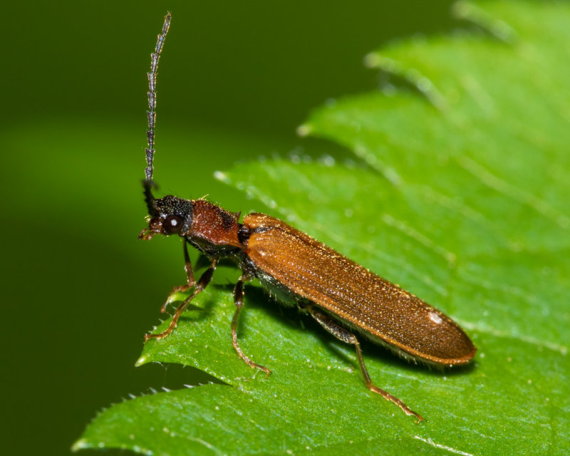 Denticollis linearis 22/05/19.jpg