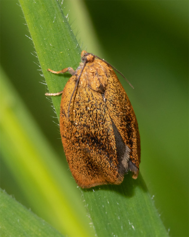 Micro Moth - Ptycholoma lecheana 25/05/19.jpg