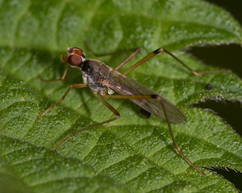 Stilt-legged Fly - Neria cibaria 28/05/19.jpg