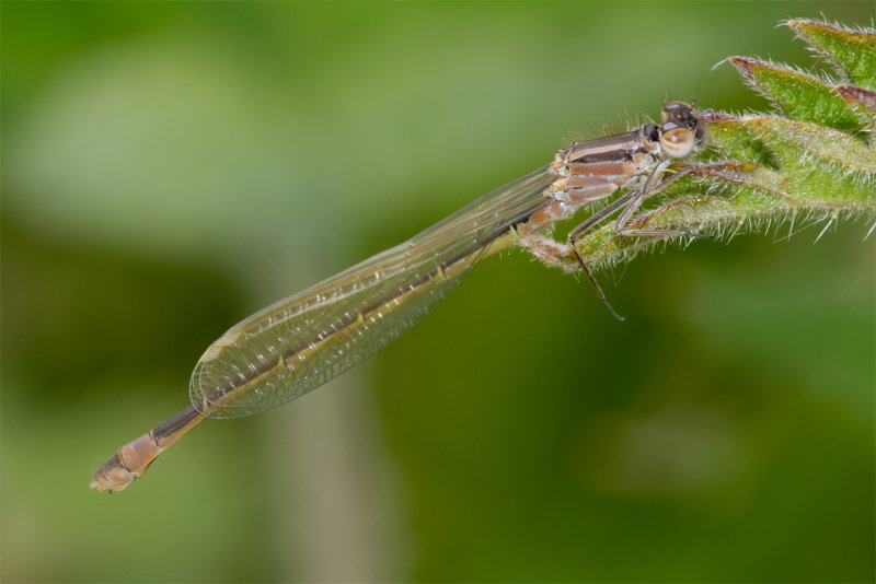 Blue-tailed Damselfly possibly immature violet form female 28/05/19.jpg