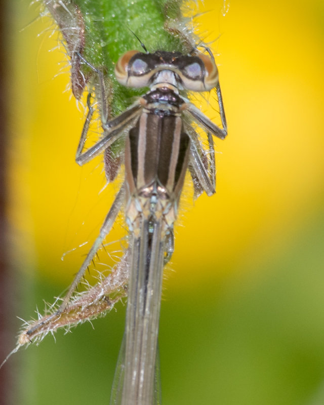 Blue-tailed Damselfly possibly immature violet form female28/05/19 top.jpg