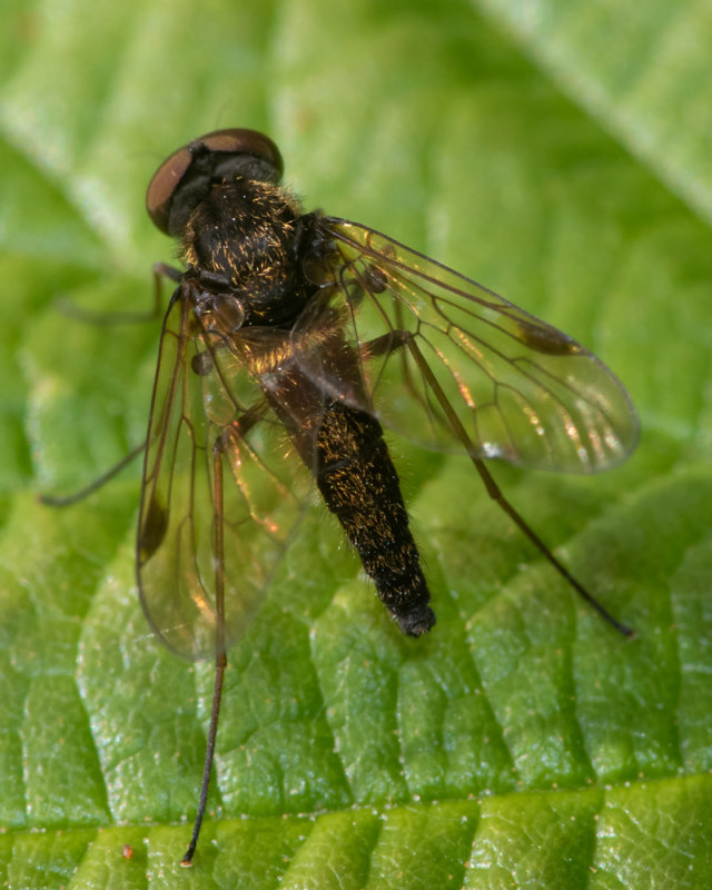 Black Snipefly - Chrysopilus cristatus male 01/06/19.jpg