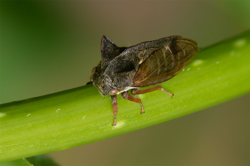 Horned Treehopper - Centrotus cornutus 01/06/19.jpg
