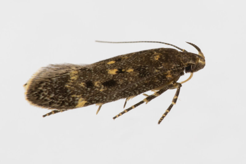 Micro Moth - Bryotropha affinis 01/06/19.jpg
