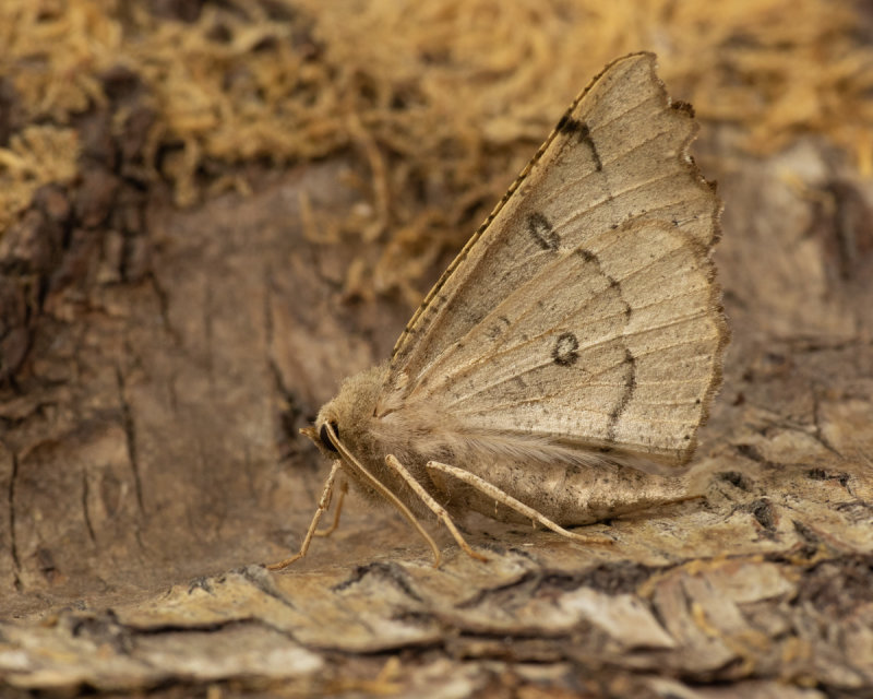 Scalloped Hazel with wings up 01/06/19.jpg