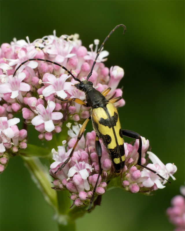 Black & Yellow Longhorn Beetle - Rutpela maculata 03/06/19.jpg