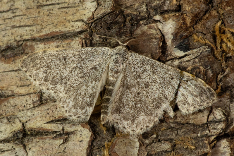 Mullein Wave Moth 03/06/19.jpg