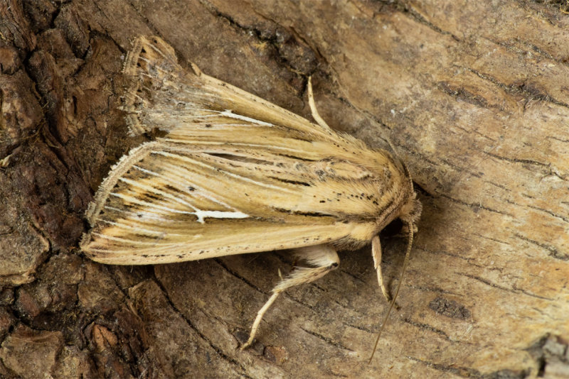 Moth - L-album Wainscott - Mythimna l-album 03/06/19.jpg