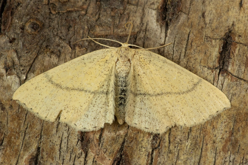 Maiden's Blush Moth 03/06/19.jpg