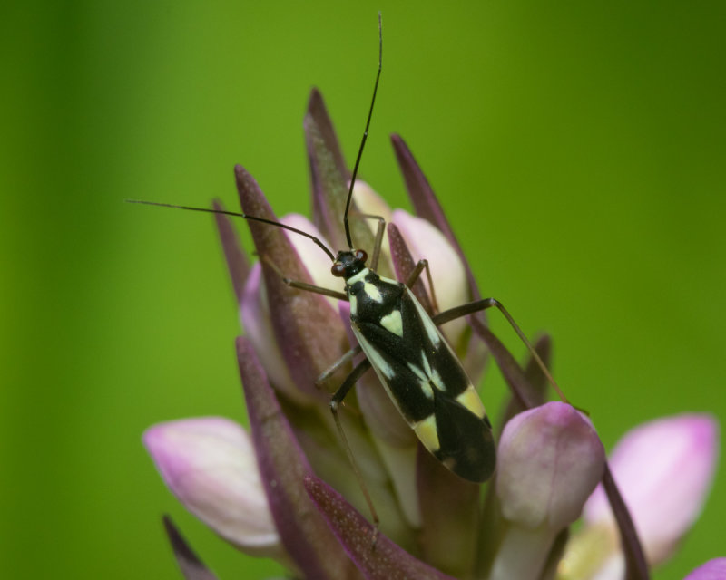 Grypocoris stysi 05/06/19.jpg