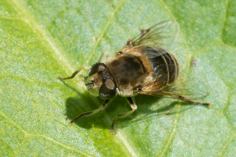 Eristalis arbustorum 06/06/19.jpg