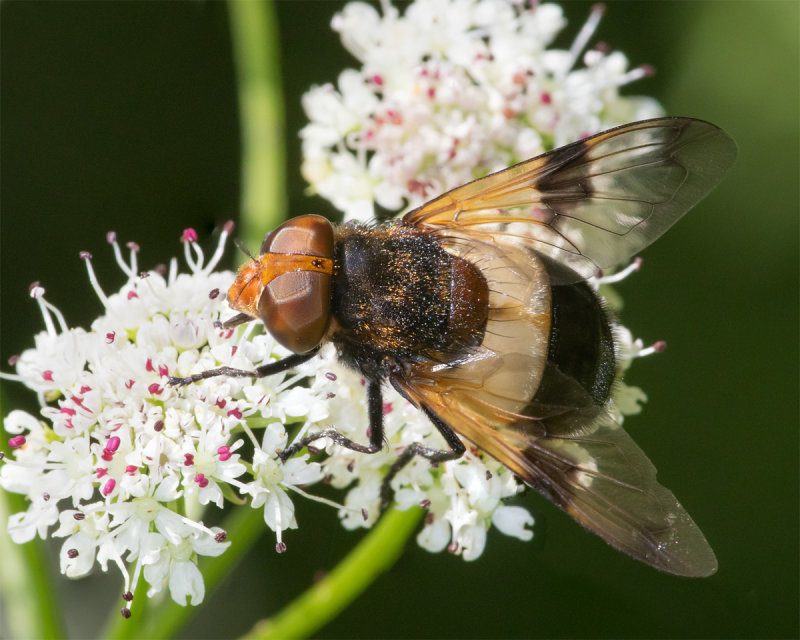 Volucella pellucens female 06/06/19.jpg