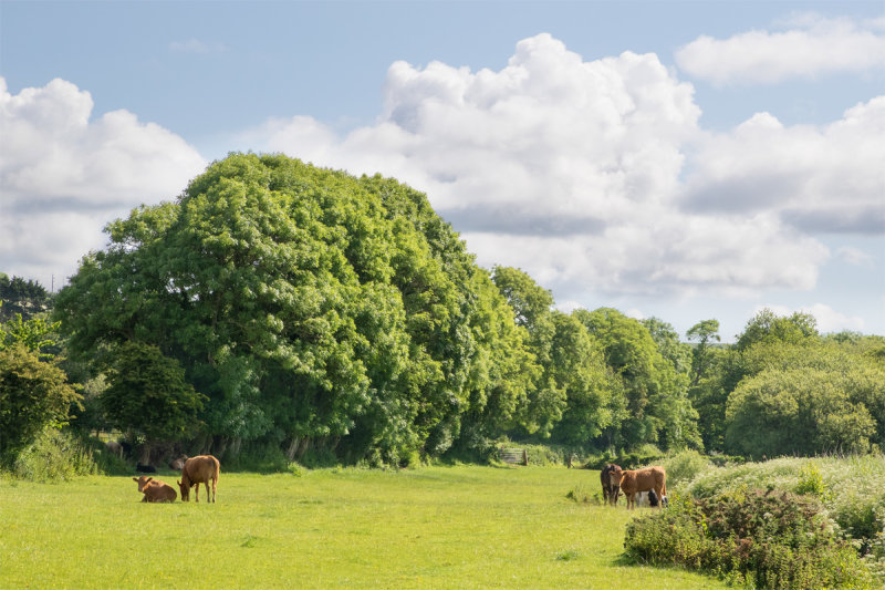 Mill Farm - South Milton 06/06/19.jpg