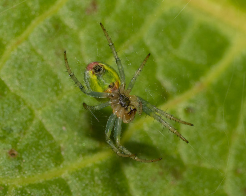 Araniella cucurbitina or opisthographa 03/06/19.jpg