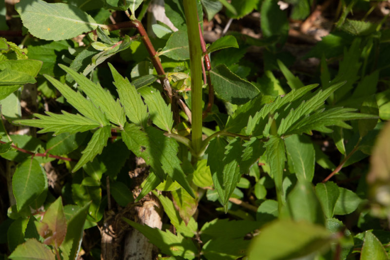 Common Valerian - Valeriana officinalis leaves.jpg