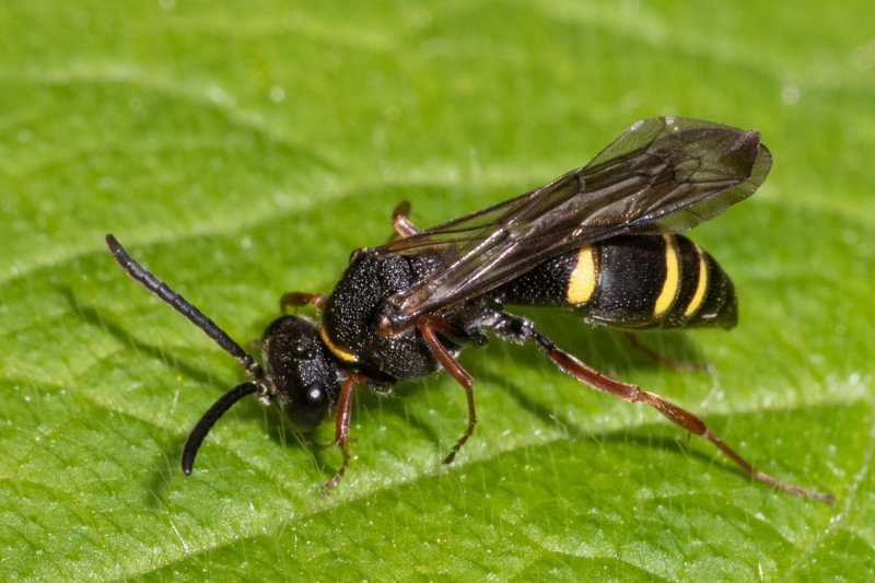 Large-spurred Digger Wasp - Nysson spinosus 03/06/19 side.jpg