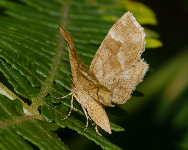 Little Thorn Moth - Cepphis advenaria 03/06/19.jpg