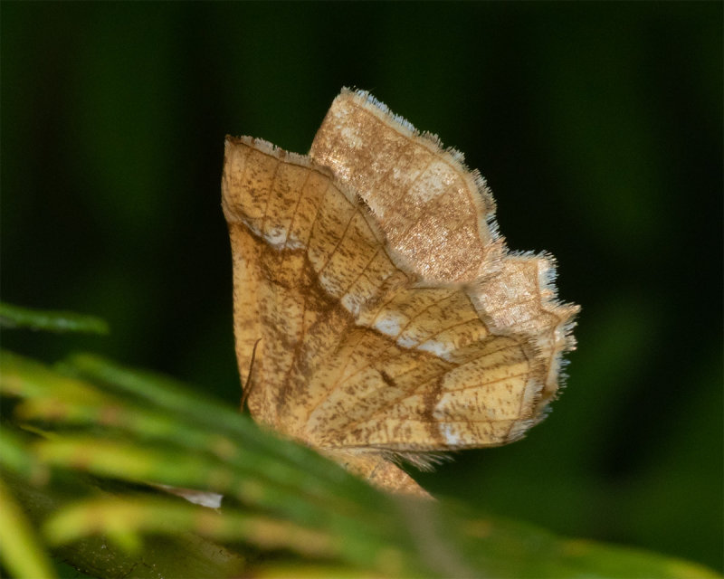 Little Thorn Moth - Cepphis advenaria 03/06/19_2.jpg