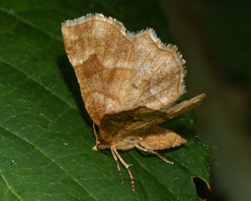 Little Thorn Moth - Cepphis advenaria 03/06/19_3.jpg