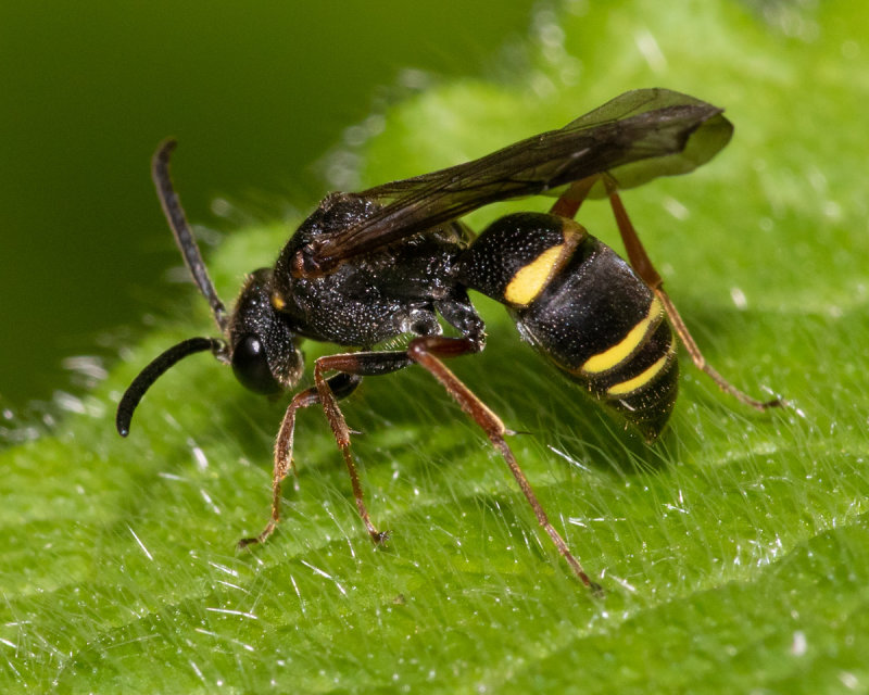Large-spurred Digger Wasp - Nysson spinosus 03/06/19.jpg