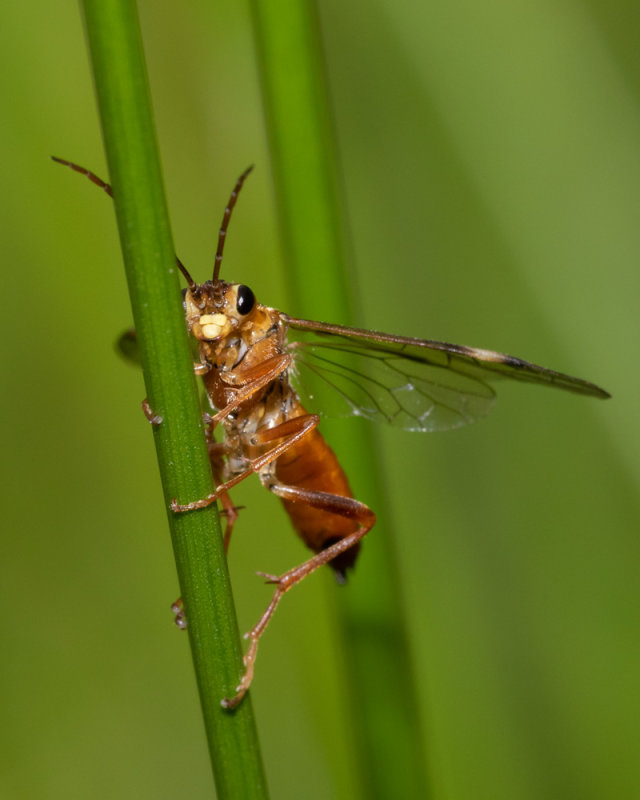 Sawfly probably Tenthredopsis nassata 03/06/19_front.jpg