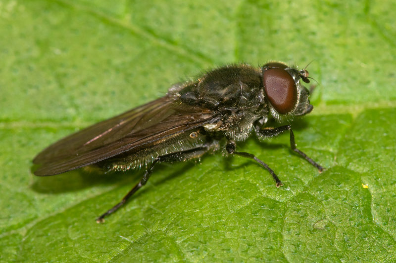 Cheilosia impressa 05/06/19.jpg