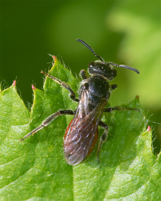 Dark-winged Blood Bee - Sphecodes gibbus probably 05/06/19.jpg