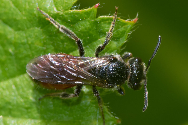 Dark-winged Blood Bee Sphecodes gibbus probably 05/06/19 #2.jpg