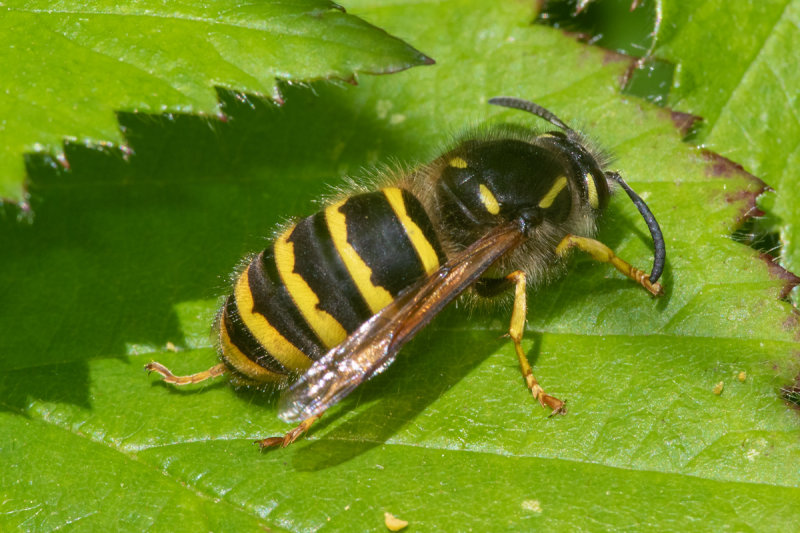 Tree Wasp - Dolichovespula sylvestris 05/06/19 side.jpg