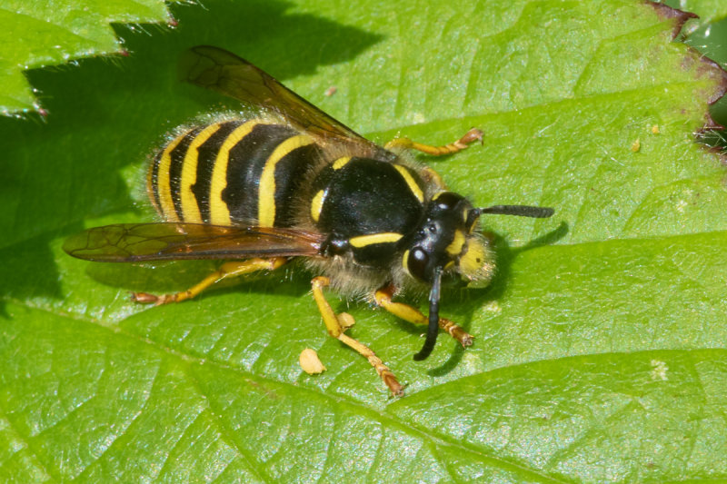 Tree Wasp - Dolichovespula sylvestris 05/06/19.jpg