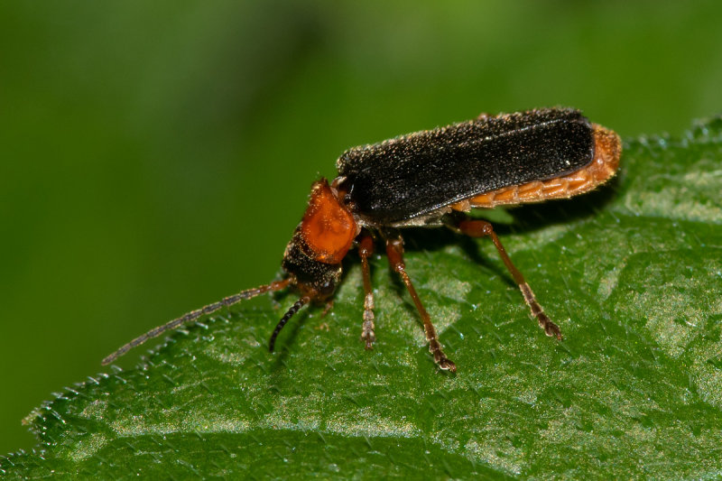 Cantharis flavilabris 06/06/19.jpg