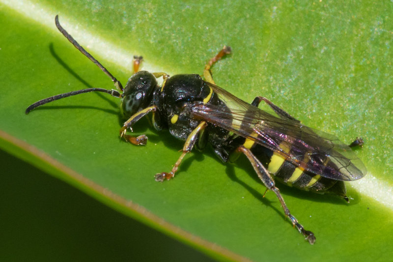 Digger Wasp - Gorytes laticinctus f probably10/06/19 side.jpg