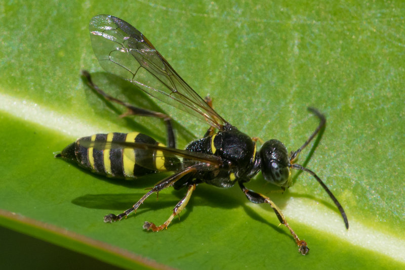 Digger Wasp - Gorytes laticinctus f probably10/06/19.jpg