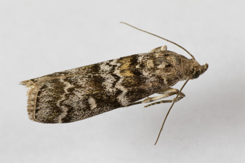 Micro Moth - Dioryctria abietella 12/06/19.jpg