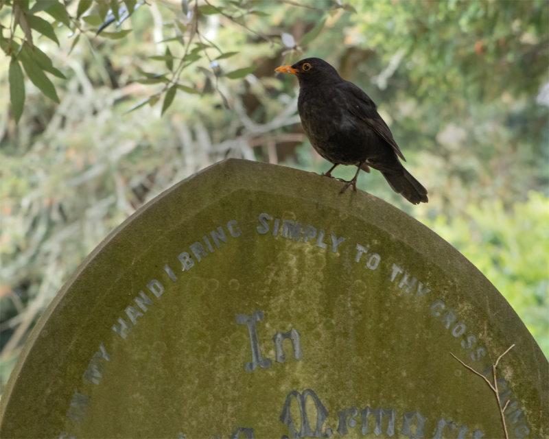 Week 22 - The Cemetery Blackbird.jpg