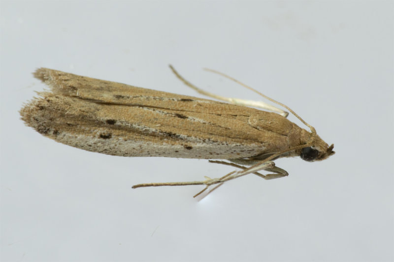 Micro moth Phycitodes sp 15/06/19 side.jpg