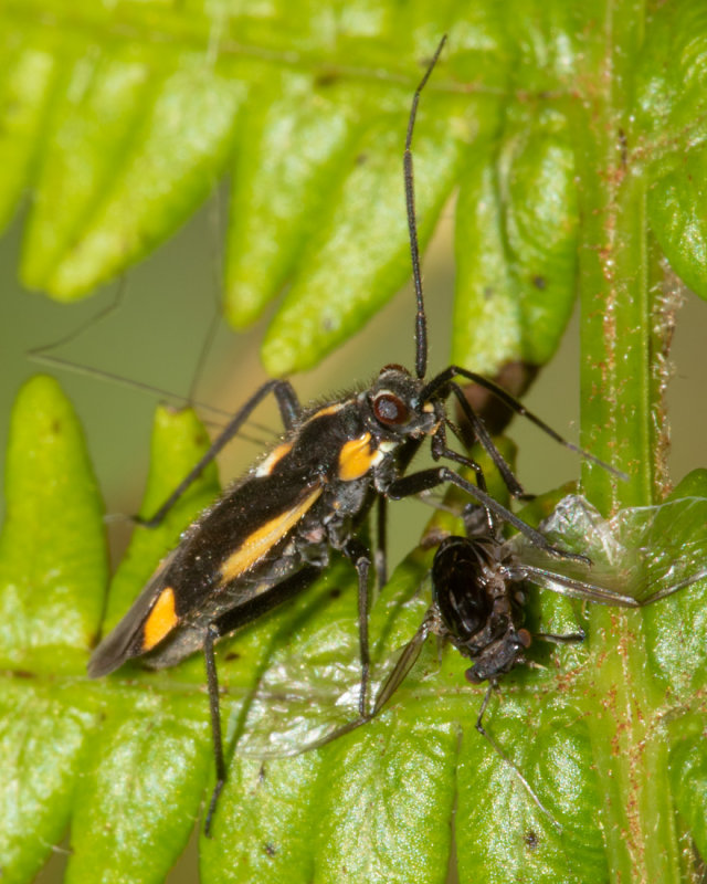 Capsodes sulcatus 15/06/19 side.jpg