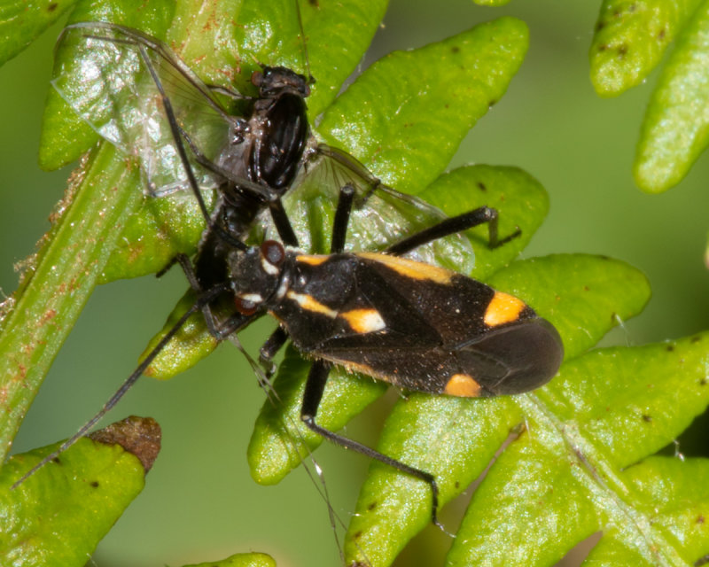 Capsodes sulcatus 15/06/19.jpg