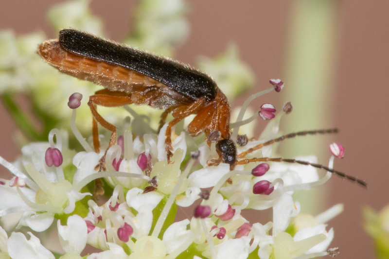 Cantharis nigra (previously C. thoracia) 15/06/19.jpg