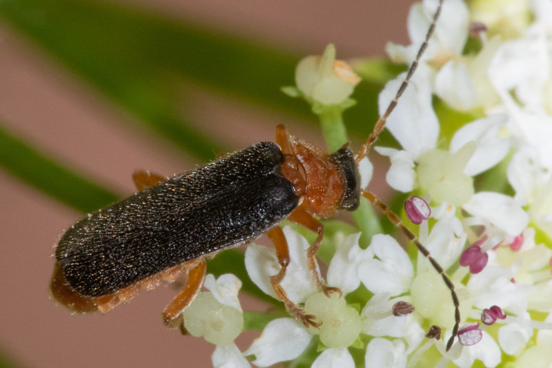 Cantharis nigra (previously C. thoracia) 15/06/19.jpg