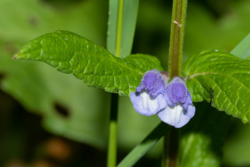 Skullcap - Scutellaria galericulata 15/06/19.jpg