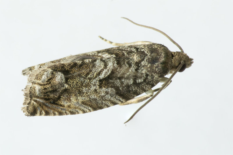 Micro Moth - Cydia fagiglandana 18/06/19.jpg