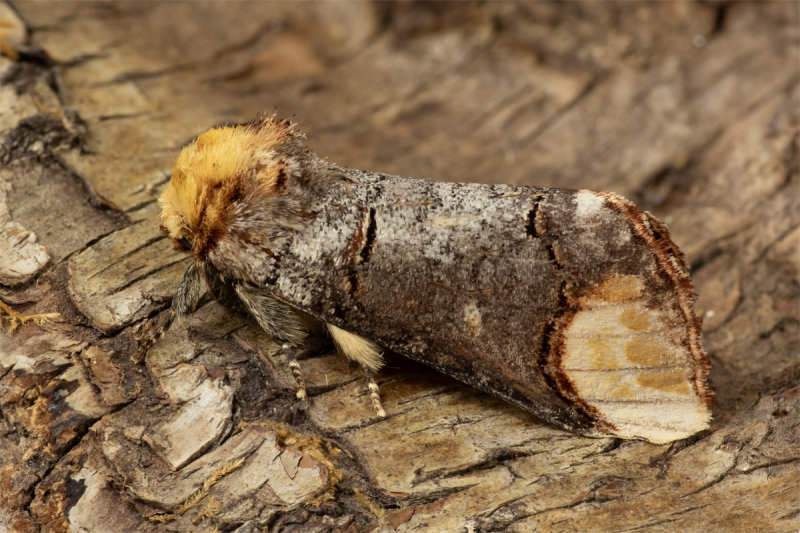 Week 23 - Moth - Buff-tip.jpg